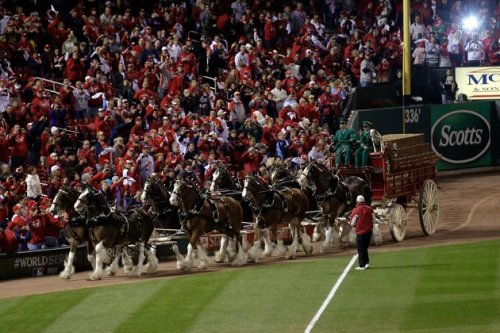 Budweiser Clydesdales
