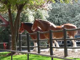 Clydesdales down on the farm