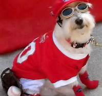 Cardinal Fans Most Knowledgeable